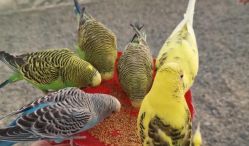 -萌宠亲子动物乐园(槐房万达店)