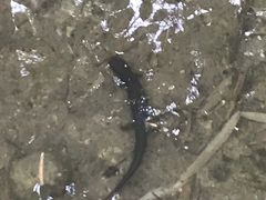 -东天目山风景区