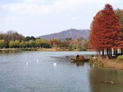 -紫金山山顶公园