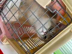 -唐小姐の猫狗洗护·购宠旗舰店(周浦万达店)