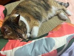 -逗柴咖啡屋·狗咖猫咖宠物桌游