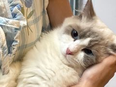 -猫咪派对(江南西店)