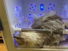 -PETKIT小佩宠物·低压洗护(国顺东路店)