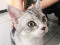 -艾贝尔宠物医院·24H转诊中心·肿瘤猫专科(江宁双龙店)