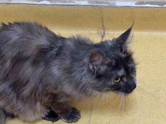 -芭比堂动物医院·犬猫全科·异宠专科(雁塔分院)