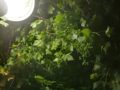 -石羊农庄