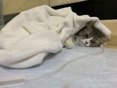 -安安宠医·安宠宠物医院