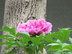 -国家植物园南园