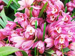 -海心沙亚运公园