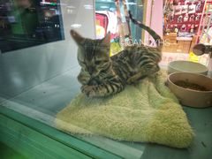-FAELING PETS美天灵宠物(合生汇店)