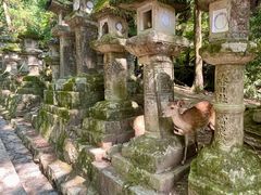 -奈良公园