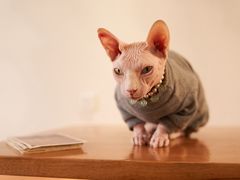 -有猫主题·治愈系猫咖(曾厝垵店)