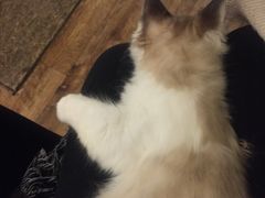 -猫色咖啡·猫咖
