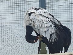 -盐城丹顶鹤湿地生态旅游区