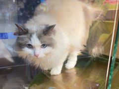 -FAELING PETS美天灵宠物(富力广场店)