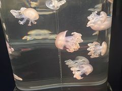 -香港海洋公园