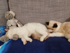 -康乐宝动物医院