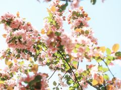 -长白岛森林公园