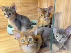 -猫十亿·布偶金渐层·曼基康矮脚猫舍(青年路店)