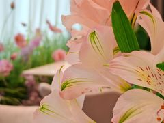 -Tomacado花厨(One ITC店)