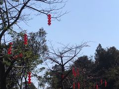 -阳台山森林公园