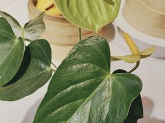 -眉州东坡(通州店)