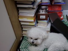 -成都民大动物医院