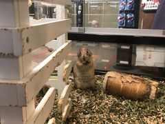 -宠物世家(仲盛世界商城店)