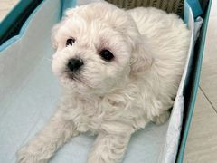 -萌宠之家·腊肠犬·马尔泰·小体犬舍