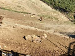 -大青山野生动物园