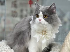 -爱洗澡的猫(天河路店)