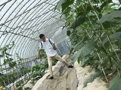 -上海都市菜园