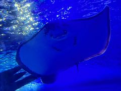 -江和美海洋公园