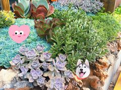 -木王宴语·野生鲜菌火锅(玉河店)