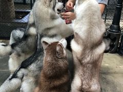 -TrueLove @ Neverland (Husky Cafe)