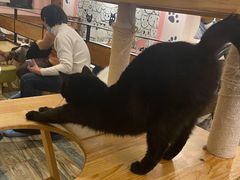 大堂-喵匠猫主题咖啡(凯德和平广场店)