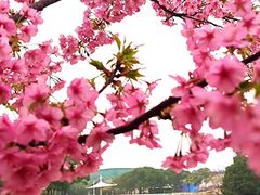 -新江湾城公园