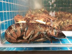 -韩记海鲜饺子旗舰店(红海新区店)