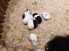 -绿色星球动物主题公园
