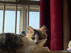 -天使宠物医院·犬猫分诊(彩虹店)