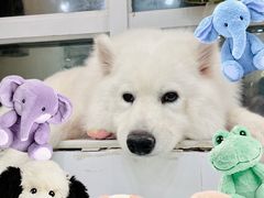 -共舞时光猫咖·狗咖(新街口店)