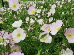 -西山漾湿地公园