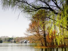 -上海共青森林公园