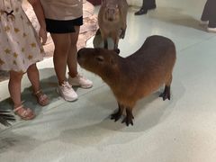 -萌宠奇缘