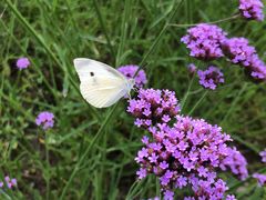 -花开海上生态园