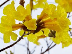 -天适樱花悠乐园