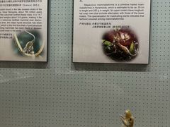 -辽宁古生物博物馆