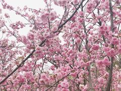 -天适樱花悠乐园