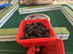 -桃源山庄·水蜜桃采摘·柴火鸡·烧烤团建(龙泉山店)