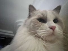 -中农大我爱我爱动物医院·核磁CT·猫病·24小时夜诊中心(石佛营店)
